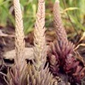Борисовка, locus classicus Orostachys cartilaginea. Фото: С.Б. Гончарова