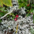Vaccinium vitis-idaea L., Мыс Слепаковского, г. Холмск, о. Сахалин / Cape Slepikovskogo, Kholmsk, Sakhalin Island