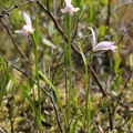 Бородатка японская – Pogonia japonica Rchb.f.	