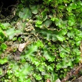 Calycularia laxa