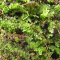 Calypogeia arguta