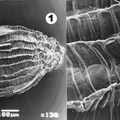 Рис. 5. Семя Hylotelephium ussuriense, 1 – общий вид, 1 – скульптура поверхности 