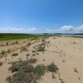 Остролодочник_заросли на косе Пржевальского_фото Марчук Е.А.