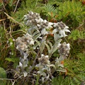 Leontopodium palibinianum Beauverd, Тернейский район / Terneiskiy District