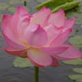 озеро Лотос, Хасанский район / Lotus Lake, Khasanskiy District