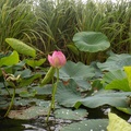оз. Лотос, Хасанский район / Lotus Lake, Khasanskiy District