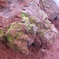 Bryum argenteum на горячем андезите у кромки кратера вулкана Тятя на Кунашире