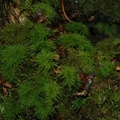 Pleuroziopsis ruthenica
