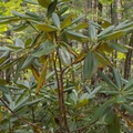 Rhododendron fauriei Franch., Тернейский район /Terneiskiy District 