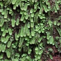 Plectocolea comata
