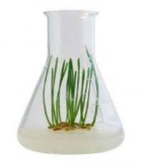 Растения, выращенные in vitro