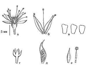 hytotel_flower