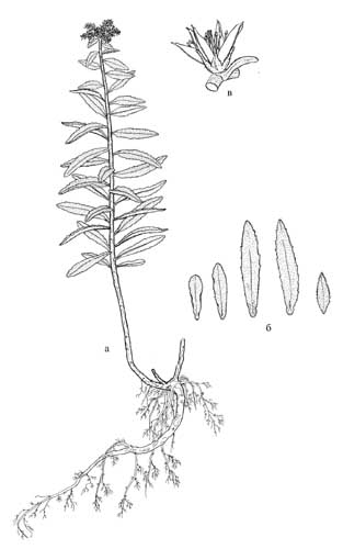 Aizopsis × pilosa