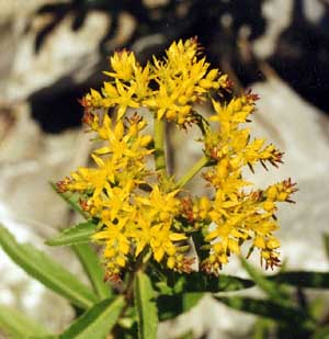 aizopsis pilosa