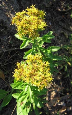 Aizopsis selskiana