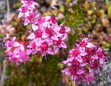 Hylotelephium cyaneum