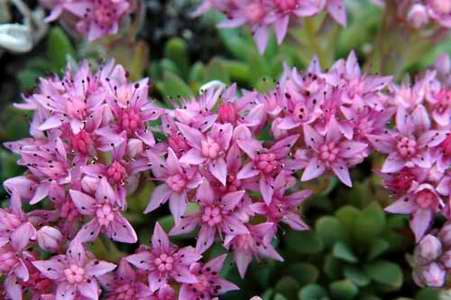 Hylotelephium cyaneum