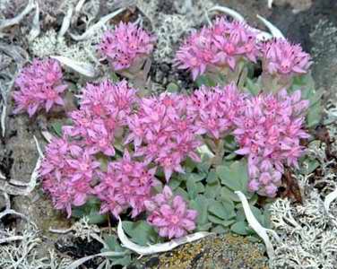 Hylotelephium cyaneum
