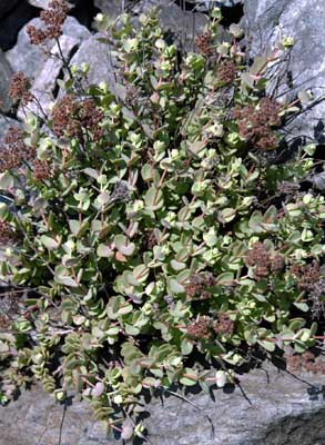 Hylotelephium ewersii