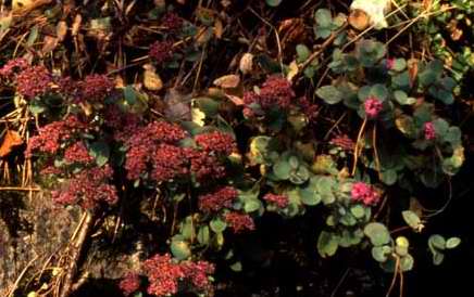 Hylotelephium ewersii