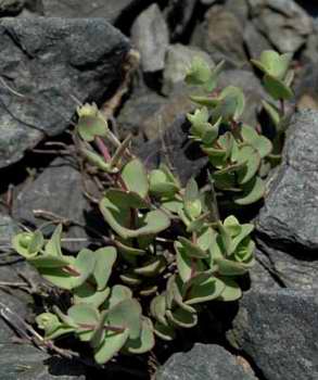 Hylotelephium ewersii