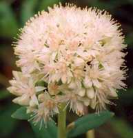 Hylotelephium pallescens 