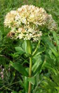 Hylotelephium pallescens 