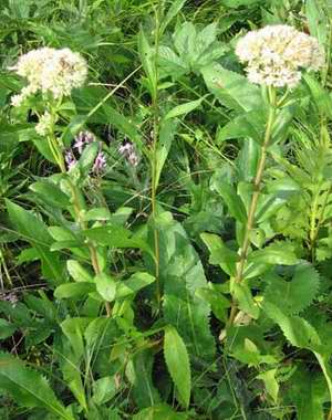Hylotelephium pallescens 