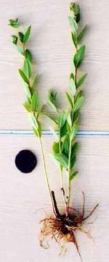 Hylotelephium pallescens 