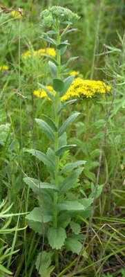 Hylotelephium pallescens 