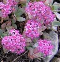 Hylotelephium pluricaule