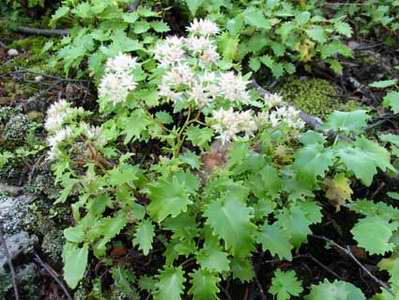 Hylotelephium populifolium 