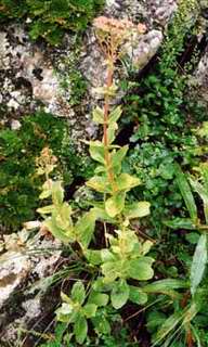 Hylotelephium pseudospectabile