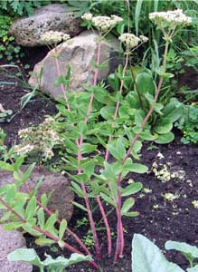 Hylotelephium pseudospectabile