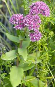 Hylotelephium triphyllum 