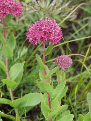 Hylotelephium triphyllum 