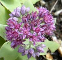 Hylotelephium triphyllum 