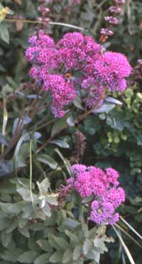 Hylotelephium triphyllum 