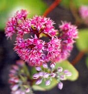 Hylotelephium ussuriense 