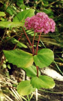 Hylotelephium ussuriense 