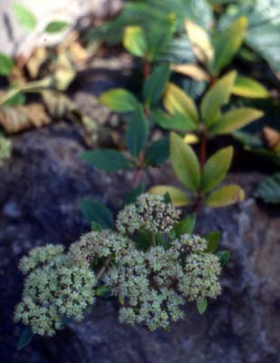 Hylotelephium viviparum