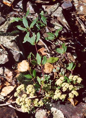 Hylotelephium viviparum